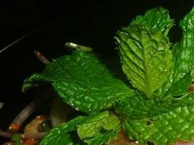10a    Moo nam tock.  Grillat, skivad fläskkött med färska kryddväxter. lime och ris eller khaowneo.   120:-